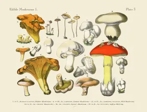 Prints of Very Rare, Beautifully Illustrated Antique Engraved Victorian Botanical Illustration of Edible Mushrooms: Plate 3 Botanical Prints: Rare 1886 Victorian Botanical Print of Edible Mushrooms