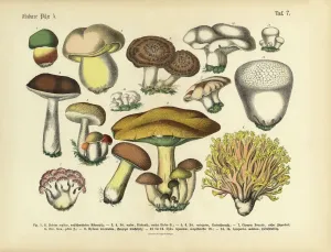 Prints of Very Rare, Beautifully Illustrated Antique Engraved Victorian Botanical Illustration of Edible Mushrooms: Plate 7 Botanical Prints: Edible Mushrooms Victorian Botanical Print, 1886