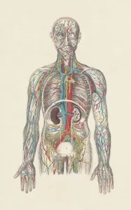 Human Body Prints: Hand-coloured Circulatory System Print, 1861