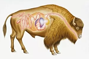 Images Dated 10th September 2008: Digitalcross section illustration of European bison (Bison bonasus) showing digestive system