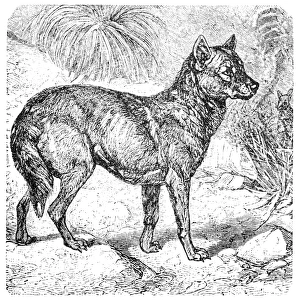 Dingo or Australian Dingo or Canis lupus dingo Dingo or Australian Dingo or Canis lupus dingo
