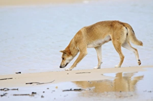 Dingo (Canis lupus dingo), Fraser Island, Australia Dingo (Canis lupus dingo), Fraser Island, Australia