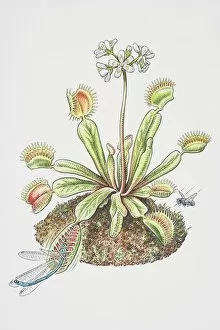 Attraction Collection: Dionaea muscipula, Venus Fly Trap, Dragon Fly caught in lobes of flowering plant