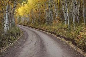 Dirt road through aspen forest, San Juan Mountains, Colorado, USA Dirt road through aspen forest, San Juan Mountains, Colorado, USA