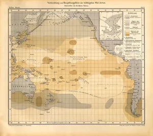 Distribution and Inventories of the Most Important Tree Species Chart, Pacific Ocean Distribution and Inventories of the Most Important Tree Species Chart, Pacific Ocean