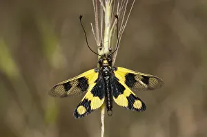 Diurnal Owlfly -Libelloides macaronius-, open wing position, Palaiokastro, Serres Diurnal Owlfly -Libelloides macaronius-, open wing position, Palaiokastro, Serres