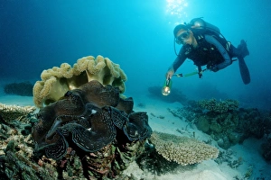 Diver and Fluted Giant Clam (Tridacna squamosa), Indian Ocean, Maldives Diver and Fluted Giant Clam (Tridacna squamosa), Indian Ocean, Maldives