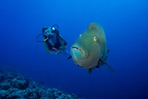 Diver and Humphead wrasse -Cheilinus undulatus-, Palau Diver and Humphead wrasse -Cheilinus undulatus-, Palau