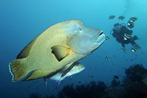Diver watching Humphead wrasse -Cheilinus undulatus- and Bluefin trevally -Caranx Diver watching Humphead wrasse -Cheilinus undulatus- and Bluefin trevally -Caranx