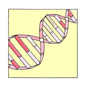 Images Dated 19th February 2008: DNA helix model