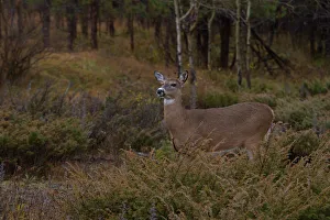 <b class=qtipBold><figcaption>Doe in Dew</figcaption></b><br><em>© JIm Cumming</em> Doe in Dew