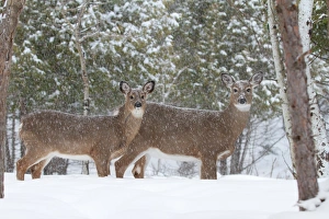 <b class=qtipBold><figcaption>Doe and Fawn</figcaption></b><br><em>© Jim Cumming</em> Doe and Fawn