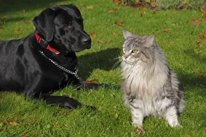 A dog and a cat sitting in a garden, a black Labrador Retriever, male, and a Maine Coon A dog and a cat sitting in a garden, a black Labrador Retriever, male, and a Maine Coon