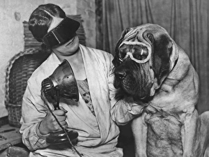 Dog In Goggles Dog In Goggles