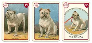 Three dog playing cards Victorian animal families game Three dog playing cards Victorian animal families game