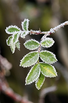 Dog rose -Rosa canina-, leaves with first hoar frost, Untergroeningen, Baden-Wuerttemberg Dog rose -Rosa canina-, leaves with first hoar frost, Untergroeningen, Baden-Wuerttemberg