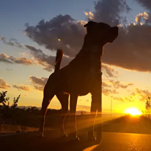 Dog silhouette at sunset looking up at sky Dog silhouette at sunset looking up at sky
