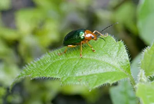 Dogbane Leaf beetle -Chrysochus auratus-, Tandayapa region, Andean mist rainforest Dogbane Leaf beetle -Chrysochus auratus-, Tandayapa region, Andean mist rainforest