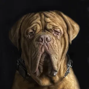 <b class=qtipBold><figcaption>Dogo de Burdeos</figcaption></b><br>Dogo de Burdeos studio portrait.<br><em>© 2014@silversaltphoto</em> Dogo de Burdeos