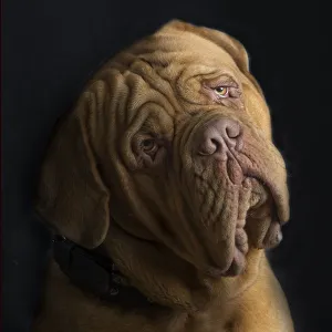 <b class=qtipBold><figcaption>Dogo de Burdeos</figcaption></b><br>dogo de burdeos studio portrait<br><em>© 2014 silversaltphoto</em> Dogo de Burdeos