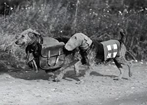 World War Ii Gallery: Dogs Of War