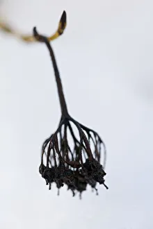 <b class=qtipBold><figcaption>Dogwood Winter Flowerhead in Snow</figcaption></b><br>A Macro photograph of the flower stem of a dogwood plant in winter. Superb contrast of the dark flower head with the snowy background.<br><em>© © Simon Gakhar</em> Dogwood Winter Flowerhead in Snow