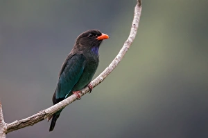 <b class=qtipBold><figcaption>Dollarbird</figcaption></b><br><em>© 2013 Phoo Chan</em> Dollarbird