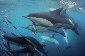 <b class=qtipBold><figcaption>Dolphins Point Of View</figcaption></b><br>A small pod of common dolphins attack a sardine bait ball during the sardine run, off the east coast of South Africa. The common dolphins work as a team to round up the sardines and push them toward the surface.<br><em>© © Wildestanimal 2016</em> Dolphins Point Of View