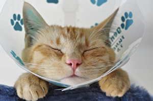 Domestic cat with a neck brace after a visit to the vets Domestic cat with a neck brace after a visit to the vets