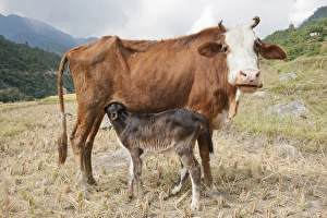 Domestic cattle -Bos primigenius taurus-, cow suckling her calf, near Punakha Domestic cattle -Bos primigenius taurus-, cow suckling her calf, near Punakha