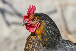 Domestic Fowl -Gallus domesticus-, portrait Domestic Fowl -Gallus domesticus-, portrait