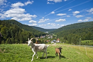 Domestic goats -Capra aegagrus hircus-, Oberes Gaistal valley, Schwarzwald, Bad Herrenalb, Baden-Wurttemberg, Germany Domestic goats -Capra aegagrus hircus-, Oberes Gaistal valley, Schwarzwald, Bad Herrenalb, Baden-Wurttemberg, Germany
