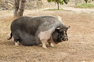 Domestic pig, pot-bellied pig -Sus scrofa domestica-, Portugal, Europe Domestic pig, pot-bellied pig -Sus scrofa domestica-, Portugal, Europe