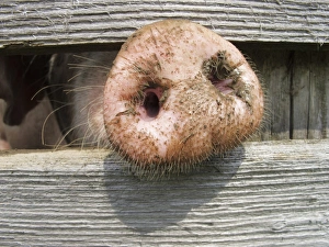 Domestic pig (Sus scrofa domestica) sticking its nose through a wooden fence Domestic pig (Sus scrofa domestica) sticking its nose through a wooden fence