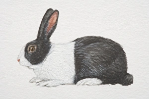 Domestic Rabbit (oryctolagus cuniculus), black and white, side view Domestic Rabbit (oryctolagus cuniculus), black and white, side view