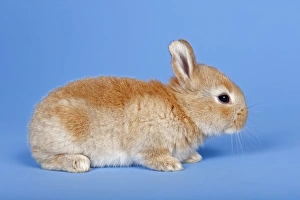Domestic Rabbit -Oryctolagus cuniculus forma domestica- Domestic Rabbit -Oryctolagus cuniculus forma domestica-