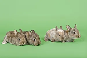 Four Domestic Rabbits -Oryctolagus cuniculus forma domestica- Four Domestic Rabbits -Oryctolagus cuniculus forma domestica-