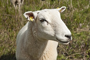 Domestic sheep in the salt marsh nature reserve, Hohwacht Bay, Behrensdorf Domestic sheep in the salt marsh nature reserve, Hohwacht Bay, Behrensdorf
