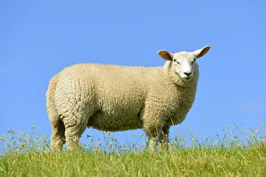 Domestic sheep, Westerhever, North Frisia, Schleswig-Holstein, northern Germany, Germany Domestic sheep, Westerhever, North Frisia, Schleswig-Holstein, northern Germany, Germany