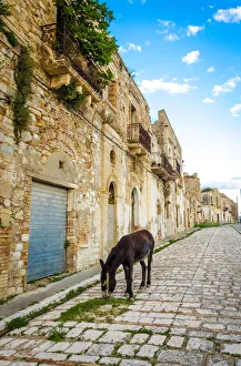 Donkey in Craco - The ghost town Donkey in Craco - The ghost town