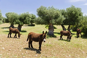Donkeys of the Martina Franca breed, Martina Franca, Valle dItria, Apulia, Italy Donkeys of the Martina Franca breed, Martina Franca, Valle dItria, Apulia, Italy