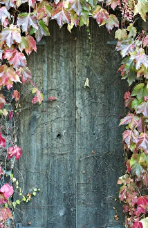 <b class=qtipBold><figcaption>Door to secret garden</figcaption></b><br>Old wooden door framed in autumn colored virginia creeper.<br><em>© Copyright Sharon Lapkin</em> Door to secret garden