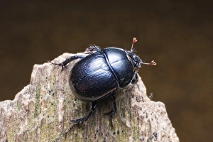 Dor beetle (Anoplotrupes stercorosus, Geotrupes amoethysticus, Geotrupes erythropterus Dor beetle (Anoplotrupes stercorosus, Geotrupes amoethysticus, Geotrupes erythropterus