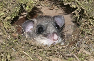 Dormouse -Glis glis-, looking out from like the nest of a dipper, Untergroeningen Dormouse -Glis glis-, looking out from like the nest of a dipper, Untergroeningen