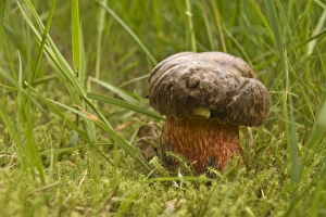 Dotted Stem Bolete mushroom (Boletus erythropus) Dotted Stem Bolete mushroom (Boletus erythropus)