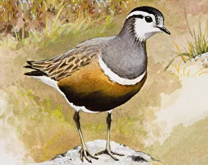 Dotterel (Charadrius morinellus), standing, side view Dotterel (Charadrius morinellus), standing, side view