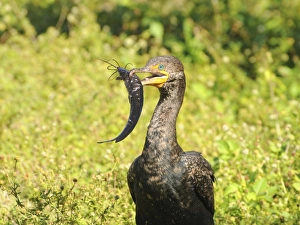 Double-crested cormorant, Phalacrocorax auritus, with freshly caught walking catfish, Clarias batrachus, for lunch Double-crested cormorant, Phalacrocorax auritus, with freshly caught walking catfish, Clarias batrachus, for lunch