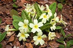 Shots Gallery: Double English Primrose, Common Primrose, English Primrose (Primula vulgaris)