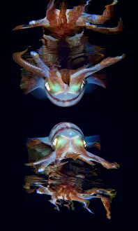 <b class=qtipBold><figcaption>Double reflrction</figcaption></b><br>Squids in the water at night. Flash show first one then the other.<br><em>© Andrey Narchuk</em> Double reflrction