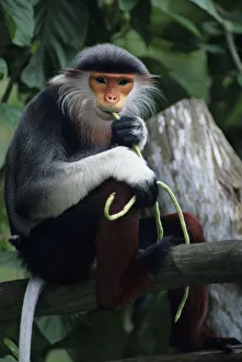 Douc langur (Pygathrix nemaeus) sitting on branch, eating, close-up Douc langur (Pygathrix nemaeus) sitting on branch, eating, close-up